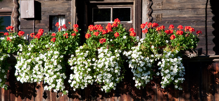 Flowers at a balcony