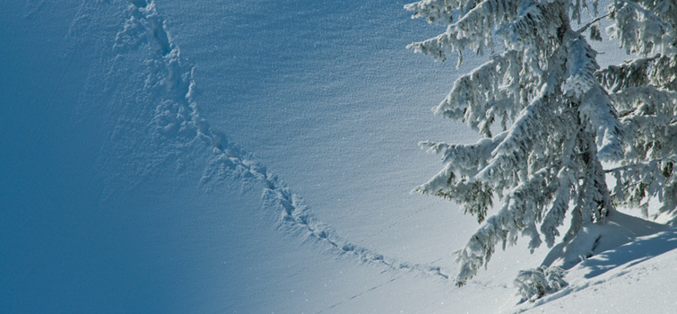 Tierspuren im Schnee